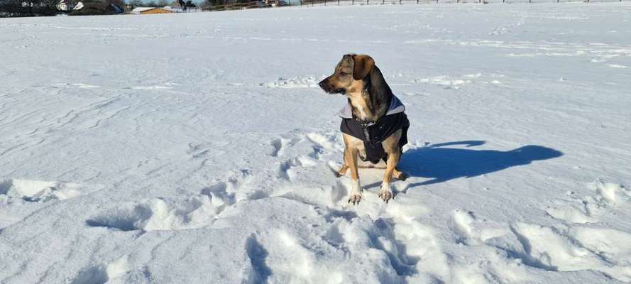 Die Dogorama Kalender Challenge Teil 2/4-Beitrag-Bild