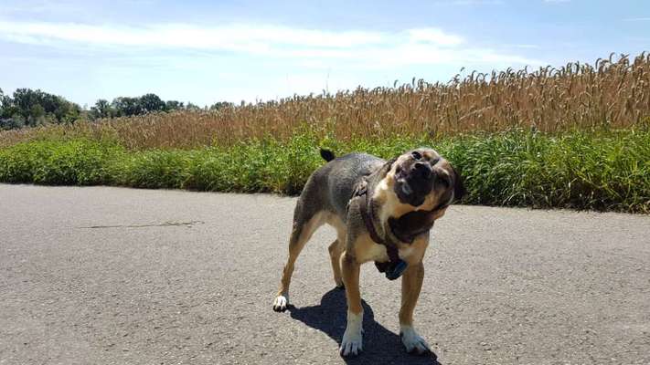 Zeige das lustigste Bild eures Hundis-Beitrag-Bild