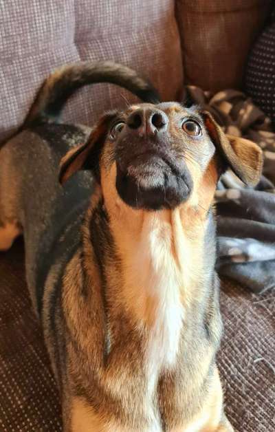 Lustigsten Grimassen von euren Hunden-Beitrag-Bild