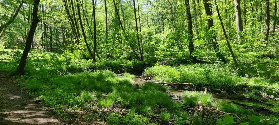 Hundeauslaufgebiet-Herrenholz in Witten-Bild