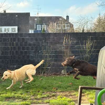 aktuelles Foto Gruppe Labrador