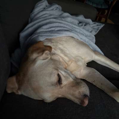 aktuelles Foto Gruppe Labrador