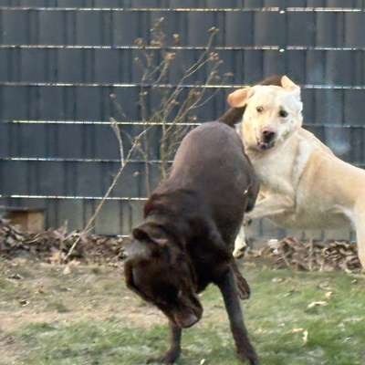 aktuelles Foto Gruppe Labrador