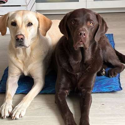 aktuelles Foto Gruppe Labrador