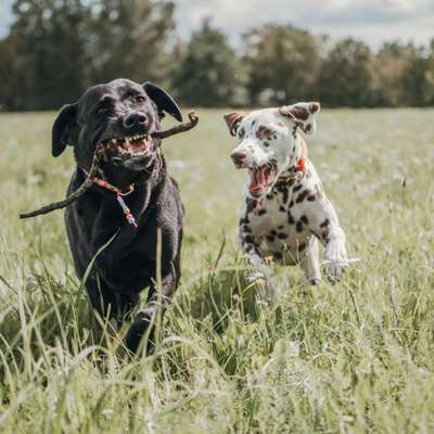 Hundetreffen-Freunde gesucht-Bild