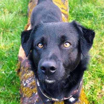 Hundetreffen-Gassirunde-Bild