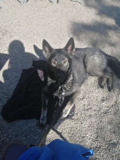 TierschutzhundeStammtisch🐕-Beitrag-Bild