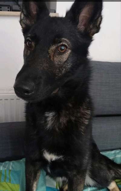 Alles rund um den Schäferhund, diskutieren erwünscht.-Beitrag-Bild