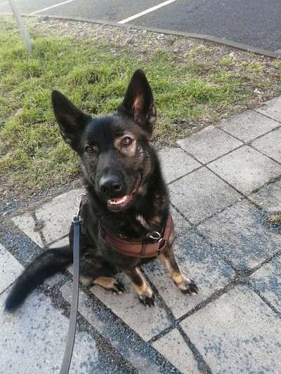 TierschutzhundeStammtisch🐕-Beitrag-Bild