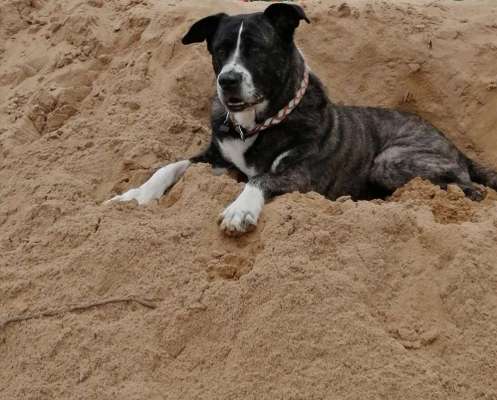 Dogorama Photo Challenge - Herzenshund-Beitrag-Bild