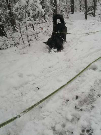 Dogorama Photo Challenge - Winterstimmung-Beitrag-Bild