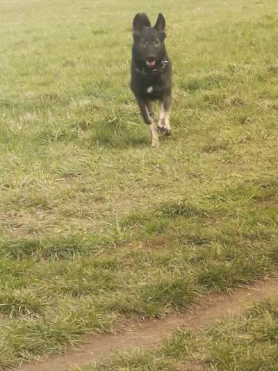 Wer hat Angst vor dem schwarzen Hund?-Beitrag-Bild