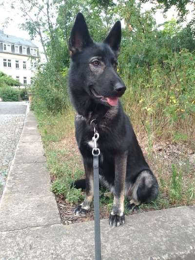 Malinois-Beitrag-Bild