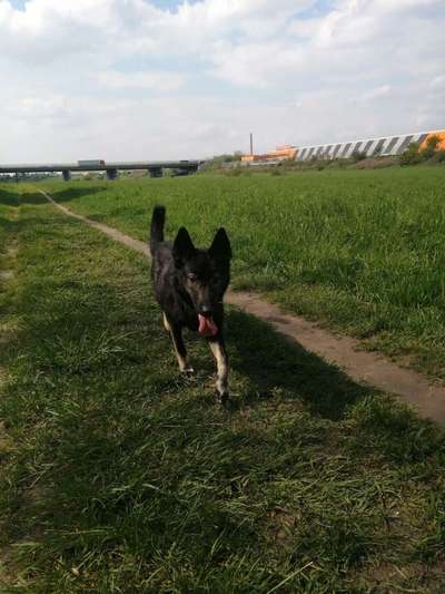 Radfahren mit Hund-Beitrag-Bild