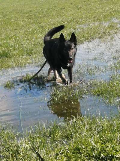Malinois-Beitrag-Bild