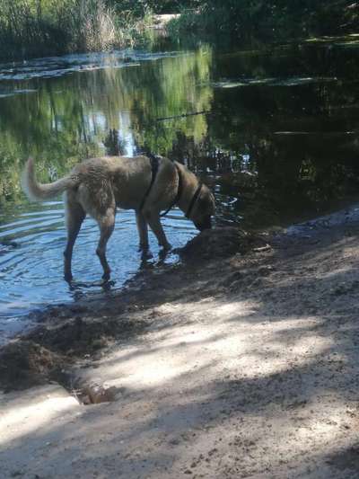 Herdenschutzhunde-Beitrag-Bild