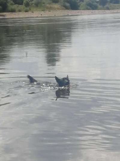 TierschutzhundeStammtisch🐕-Beitrag-Bild