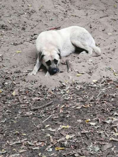 Herdenschutzhunde-Beitrag-Bild