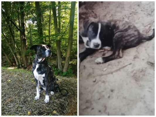 Vom Welpen zum Hund-Beitrag-Bild