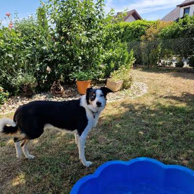 Hundetreffen-Gassi gehen-Bild