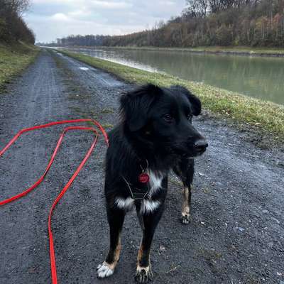 Suchmeldung-Mira-Bild