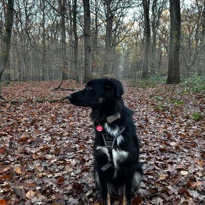 Hundetreffen-Spielfreunde in Olfen-Bild