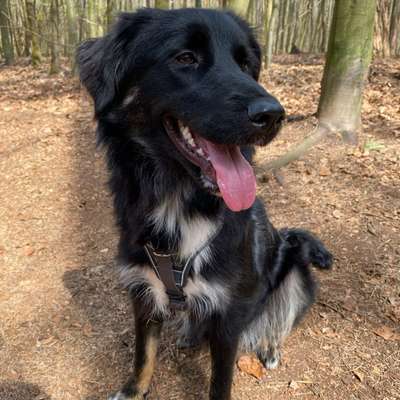 Hundetreffen-Spiel Verabredung in Olfen