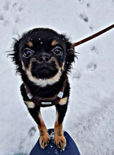 Dogorama Photo Challenge - Winterstimmung-Beitrag-Bild