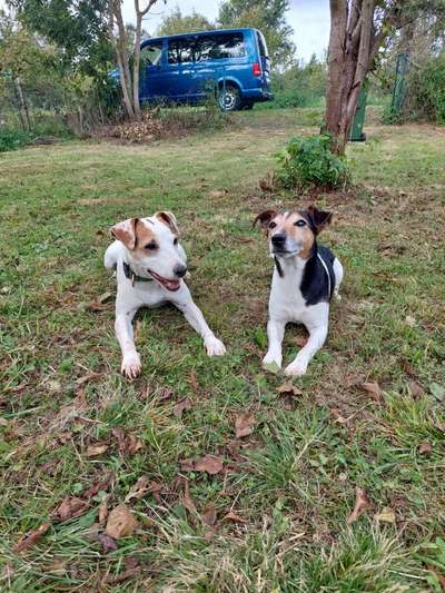 Giftköder-HUNDETRAINING, Einzelstunde-Bild