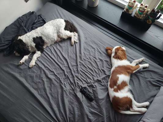 Cavalier King Charles Spaniel?-Beitrag-Bild