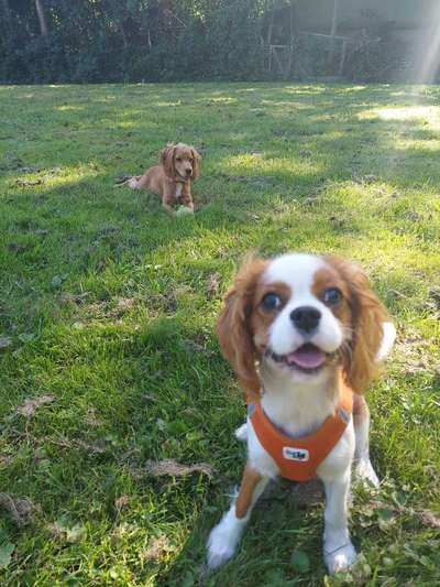 Cavalier King Charles Spaniel?-Beitrag-Bild