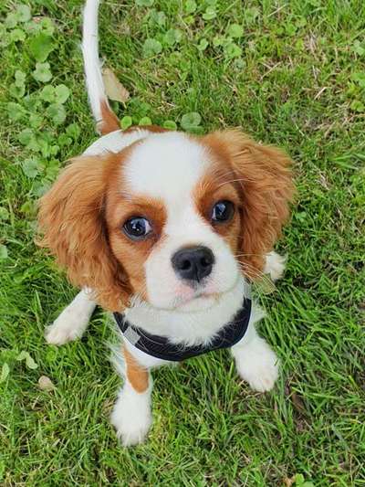 Welpen Bilder !-Beitrag-Bild