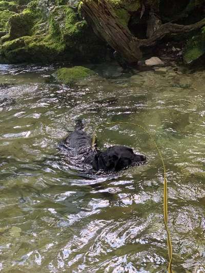 Wo seid ihr gerade mit euren Hunden?-Beitrag-Bild