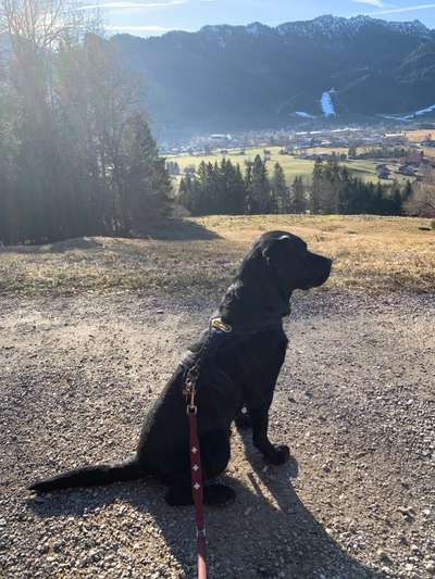 Labradorfans-Beitrag-Bild