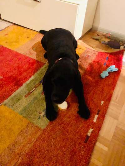 Labradorfans-Beitrag-Bild