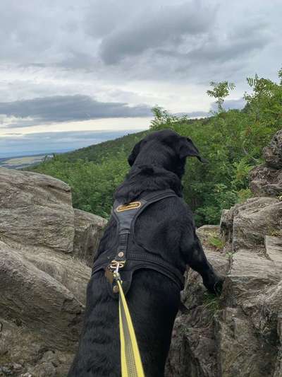 Dein Hund im Dogorama-Kalender 2021-Beitrag-Bild