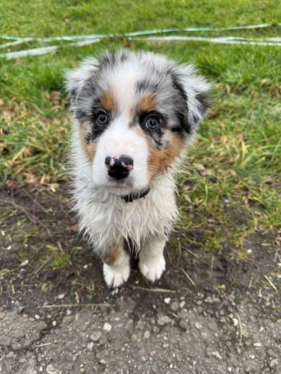 Hundetreffen-Welpentreffen in Münster-Bild