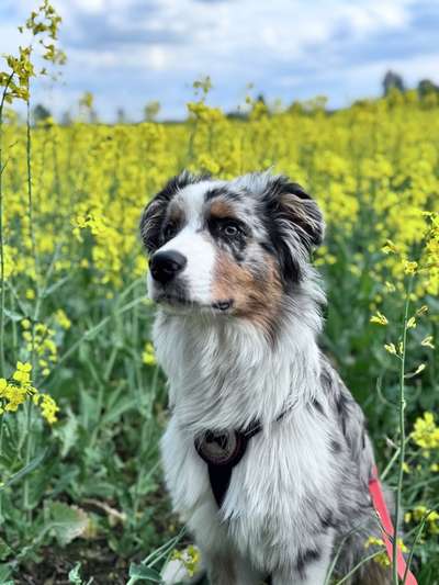 Hundetreffen-Gassi gehen-Bild