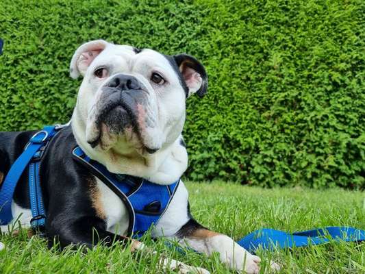 Olde English Bulldogge-Beitrag-Bild