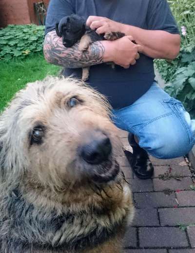 Sozialisation von großen und kleinen Hunden-Beitrag-Bild