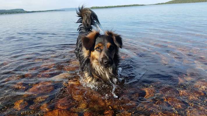 Foto's und Hundemodels-Beitrag-Bild