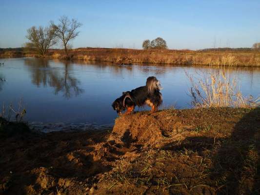 Die wunderschöne Welt mit Hund.-Beitrag-Bild