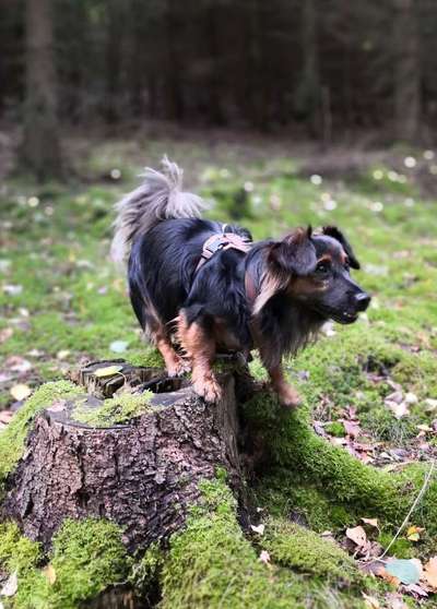 Doppelgänger gesucht !-Beitrag-Bild