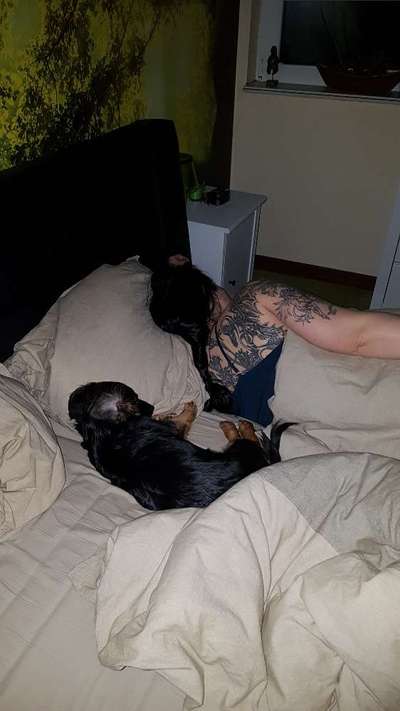 Hunde im Bett-Beitrag-Bild