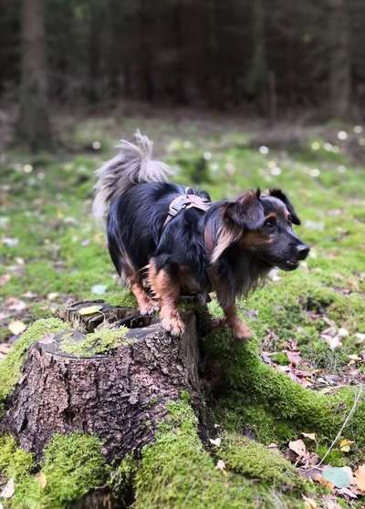 Dein Hund im Dogorama-Kalender 2021-Beitrag-Bild