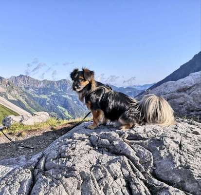 Tipps um einen sehr aktiven Hund zu beschäftigen-Beitrag-Bild
