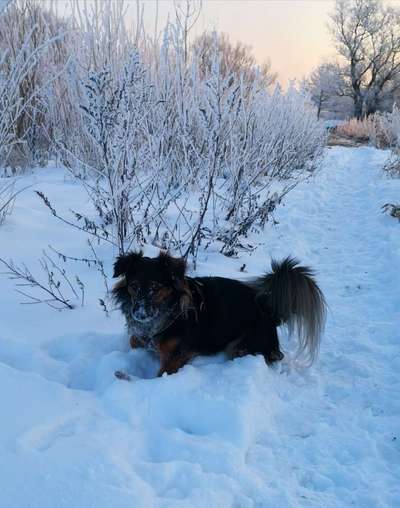 Die Dogorama Kalender Challenge Teil 2/4-Beitrag-Bild