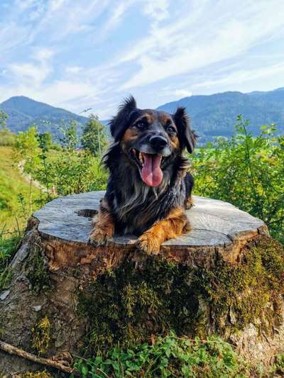 Jack Russell-Beitrag-Bild