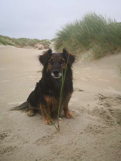 Die Dogorama Wochen Challenge: “Dein Hund im Urlaub”-Beitrag-Bild