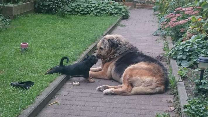 Sozialisation von großen und kleinen Hunden-Beitrag-Bild